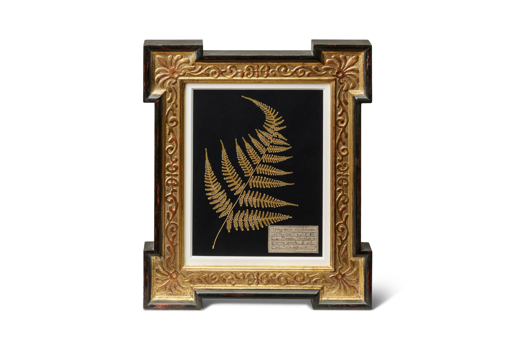 Tagotto/Fukano Natsu × Kurogane Frame/MAYO YOSHIDA - Weed Specimen Frame -