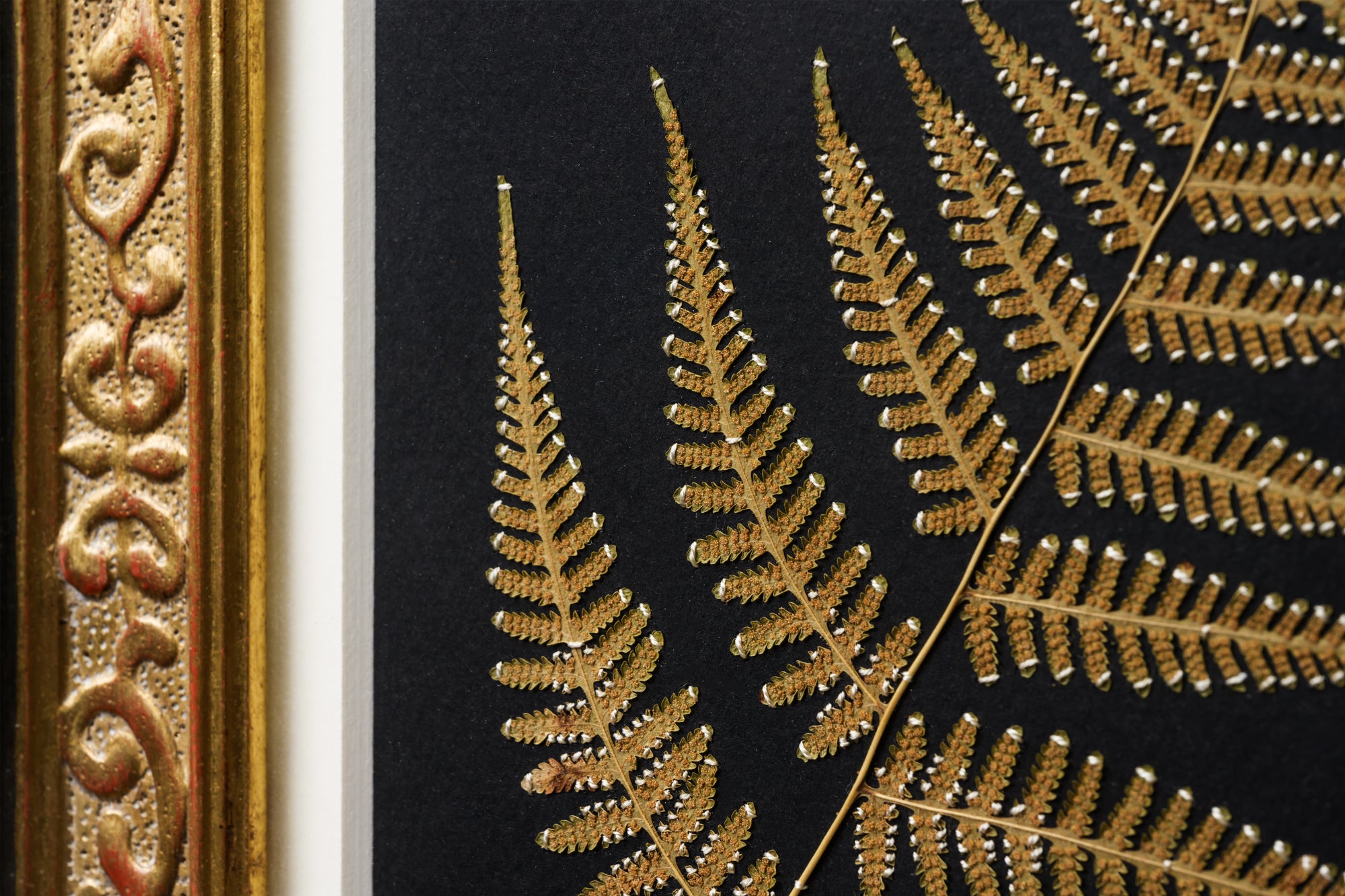 Tagotto/フカノナツ ×kurogane Frame/MAYO YOSHIDA-雑草標本額縁-