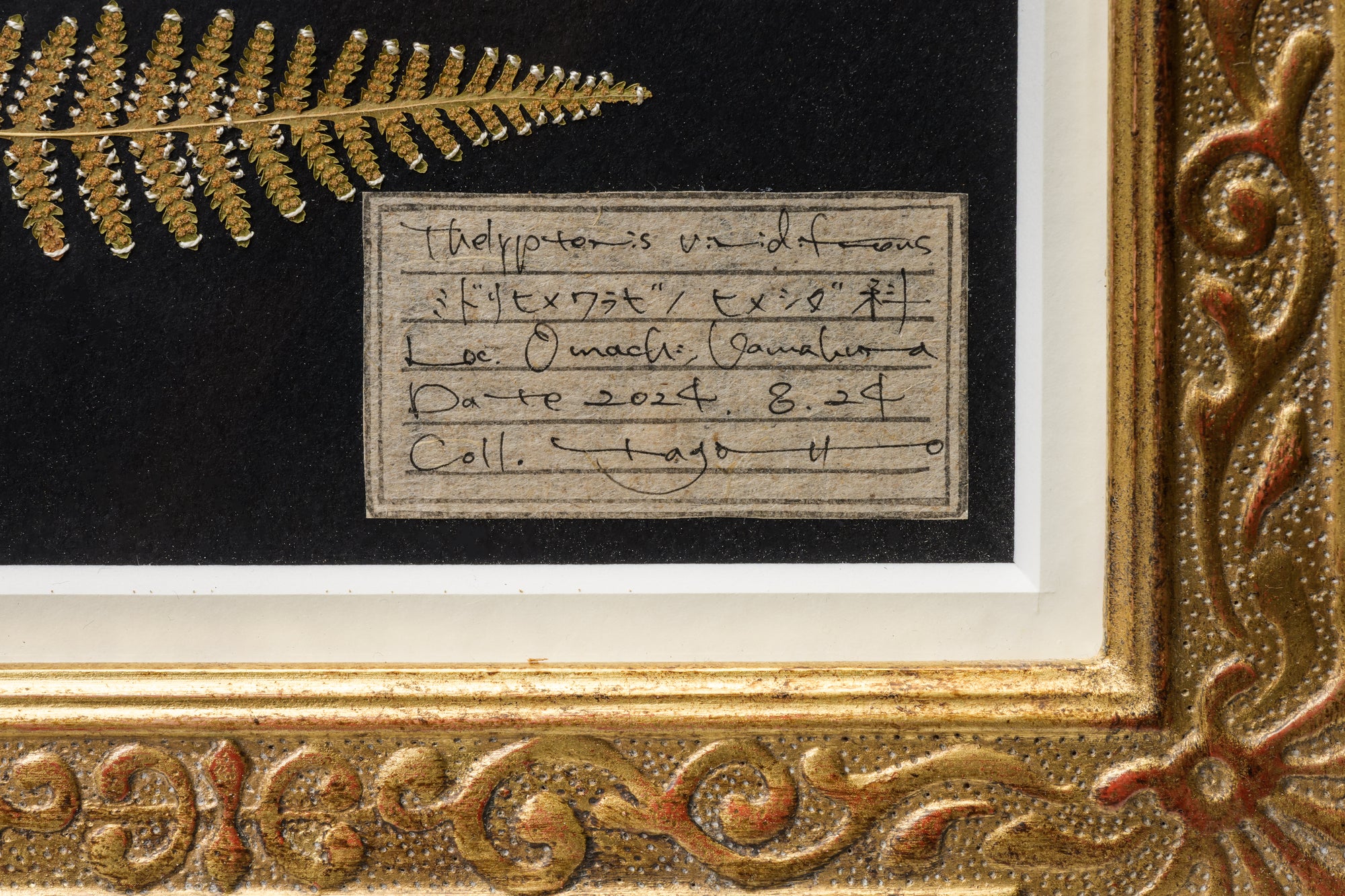 Tagotto/フカノナツ ×kurogane Frame/MAYO YOSHIDA-雑草標本額縁-