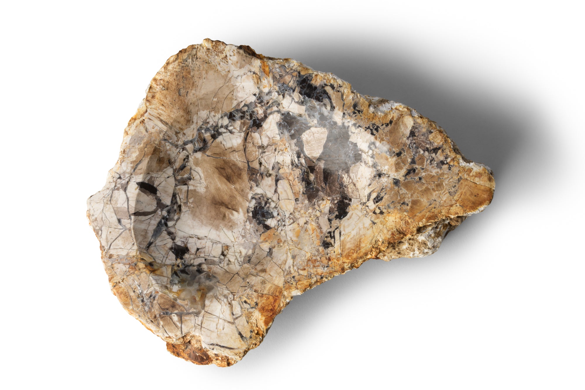 Petrified Wood -Tray１-