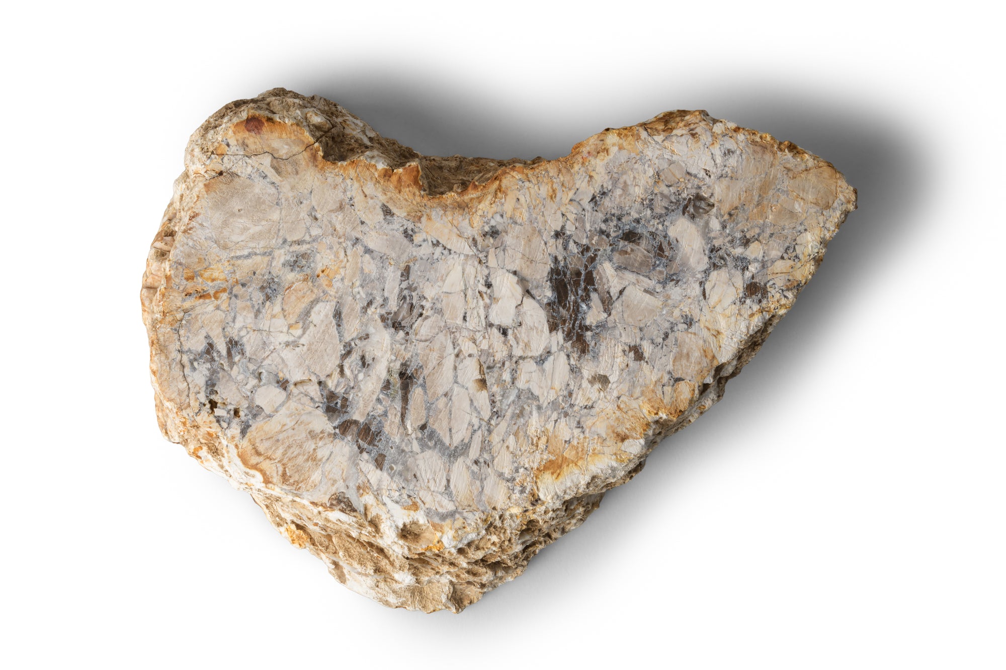Petrified Wood -Tray１-
