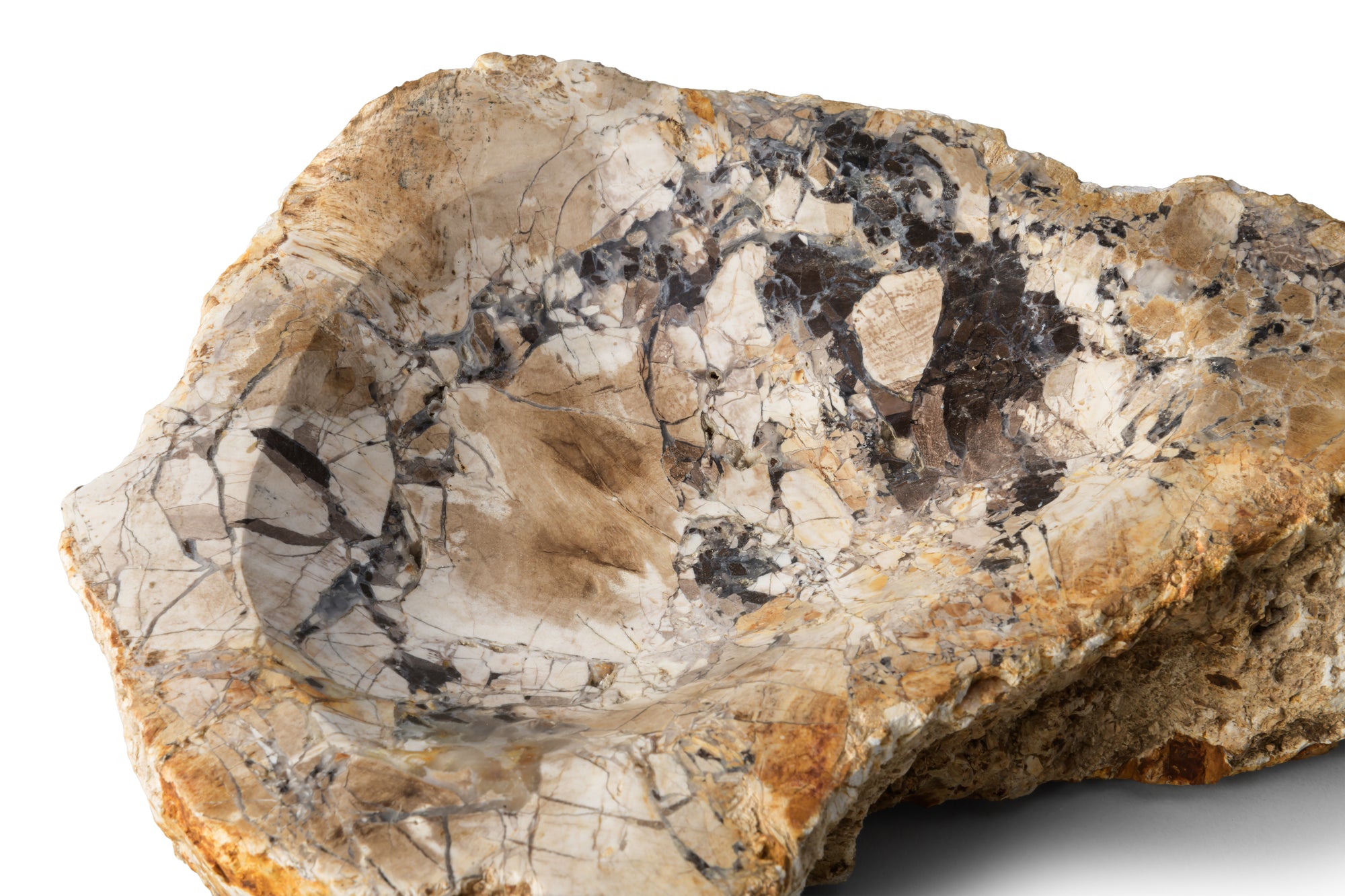 Petrified Wood -Tray１-