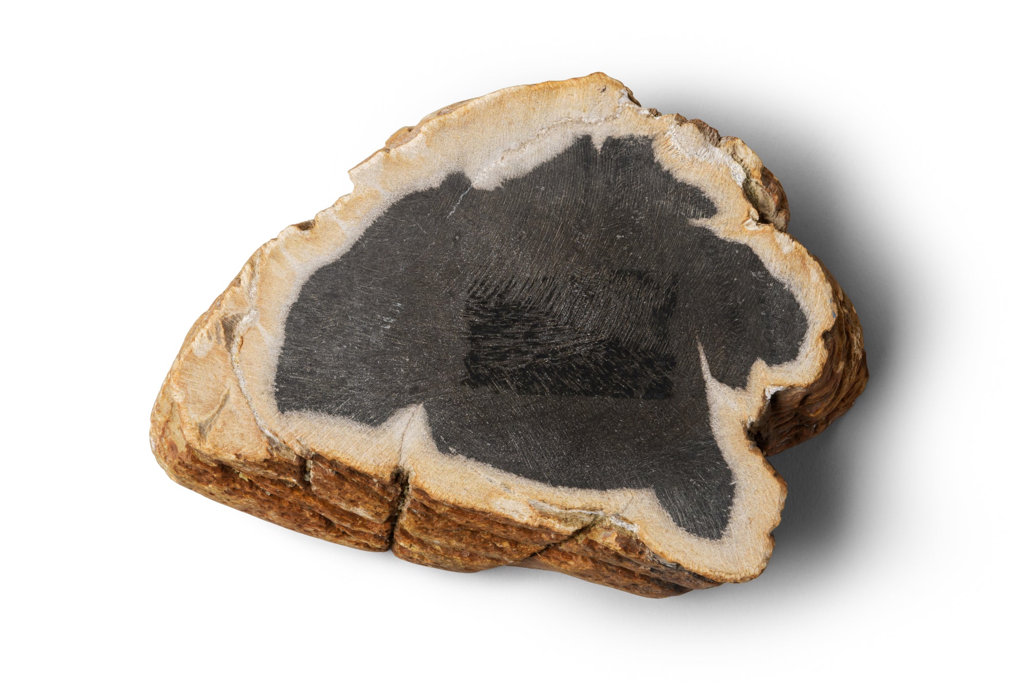 Petrified Wood -Tray３-